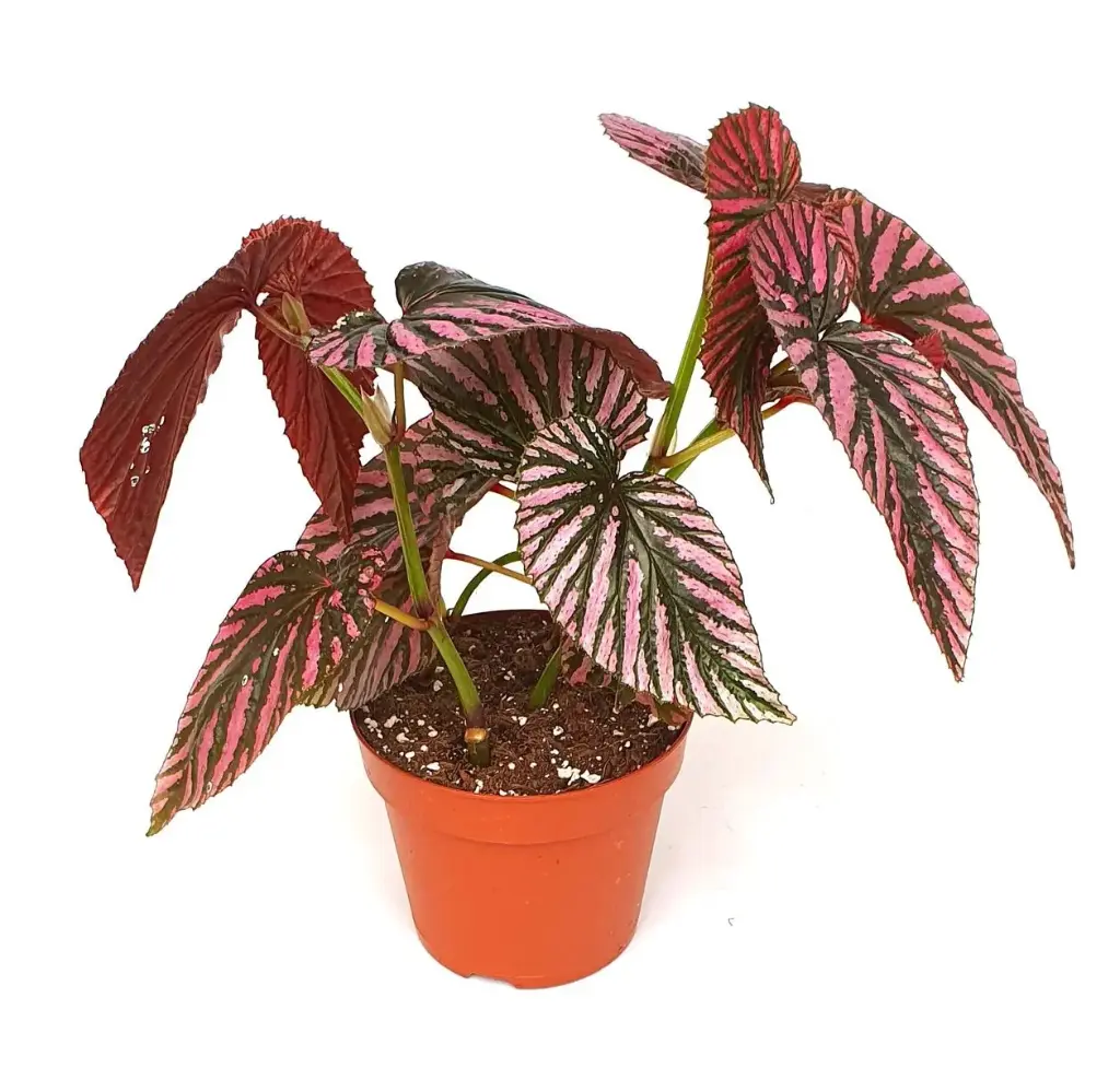 Begonia brevirimosa