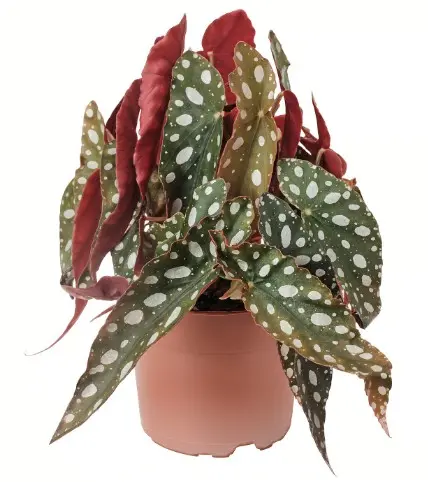 Begonia maculata P12/40cm