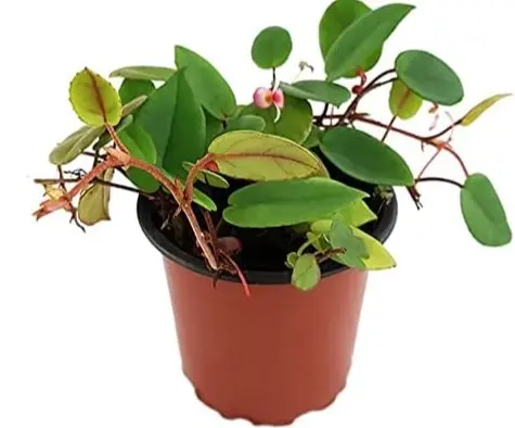 Begonia schulzei P9