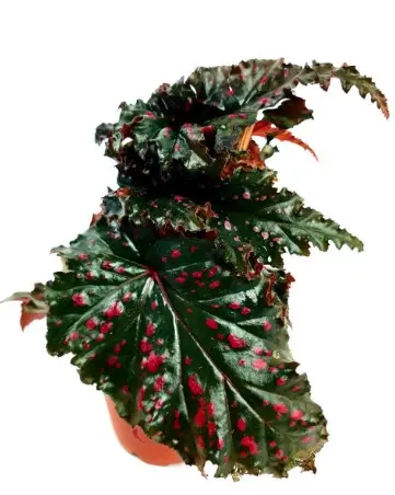 Begonia serratipetala