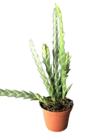 Brasiilia põimvanik (Lockhartia goyazensis)