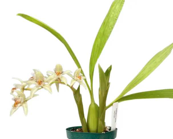 Coelogyne lentiginosa x molinirachnis
