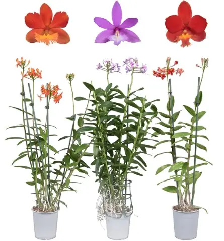 Epidendrum (Puupäälik) MIX P12cm