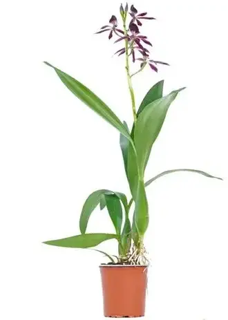 Epikatleia (Epicattleya) 'Black Comet'