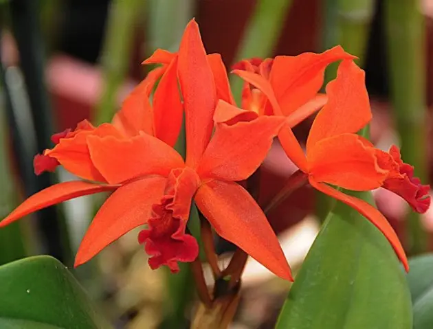 Epikatleia (Epicattleya) 'Firedance Patricia'