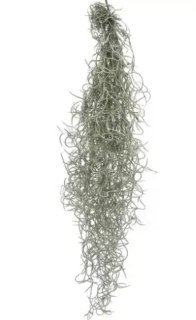 Habetillandsia (Tillandsia usneoides)