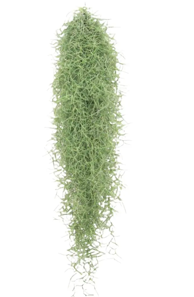Habetillandsia 50cm
