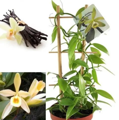 Harilik vanill (Vanilla planifolia)