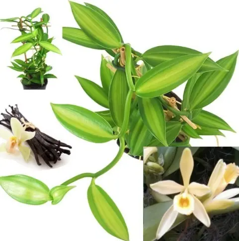 Harilik vanill variegata(Vanilla planifolia variegata)