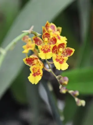 Hoveaara (Howeara) 'Chian Tzy Lovely Bug'
