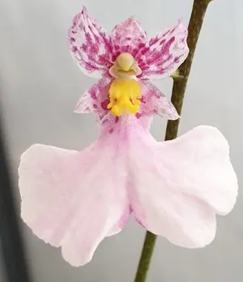 Iontsiidium Popcorn 'Haruri' 1-2v P9/20cm