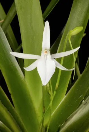 Jumellea arachnata