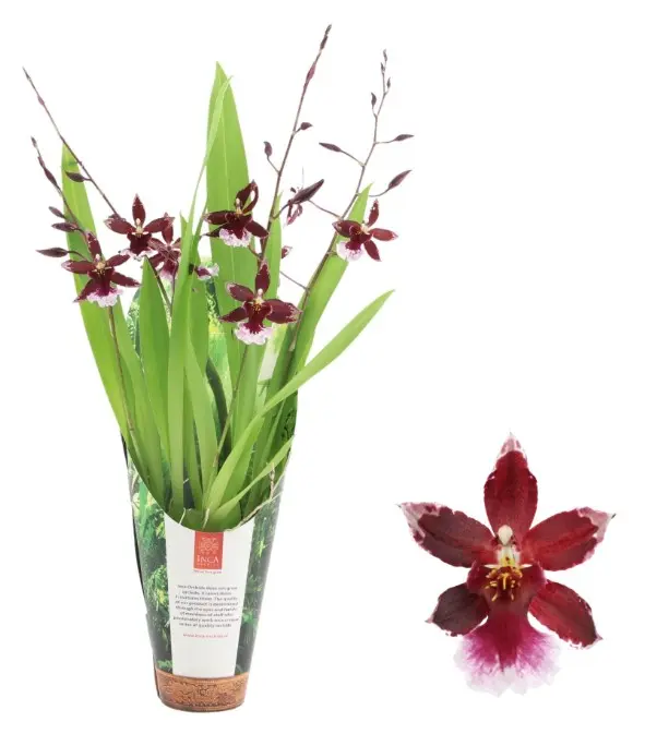 Kambria 'Barocco Red in Luxury jungle cover' 4+v P9/35cm