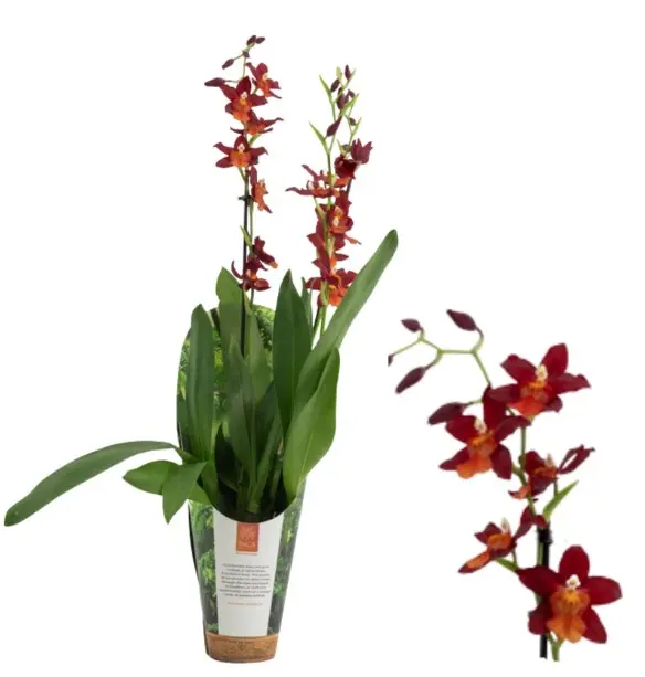 Kambria  'Fire Alarm in Luxury jungle cover' 3+v P9/40cm