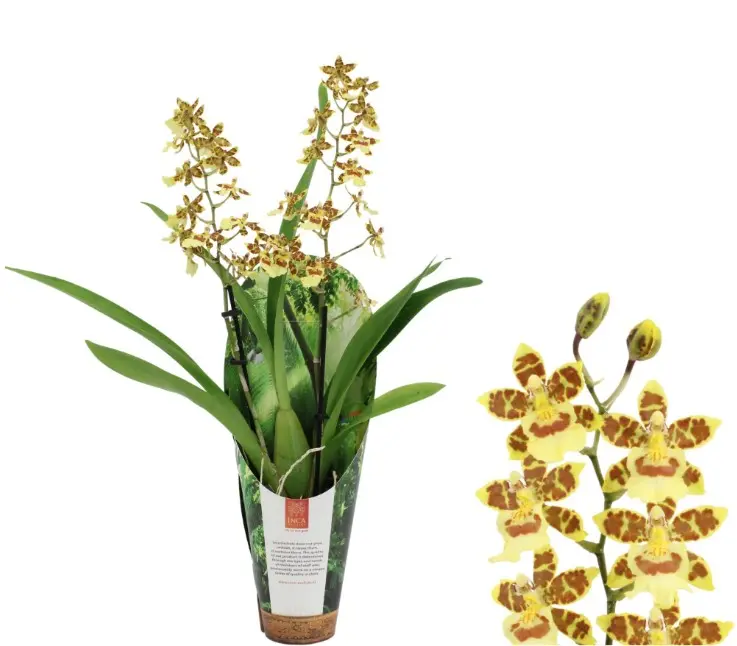 Kambria  'Pacific Sunset in Luxury jungle cover' 2v P9/35cm