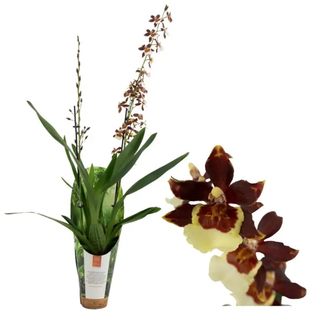 Kambria  'Pacific Twilight in Luxury jungle cover' 3+v P9/35cm