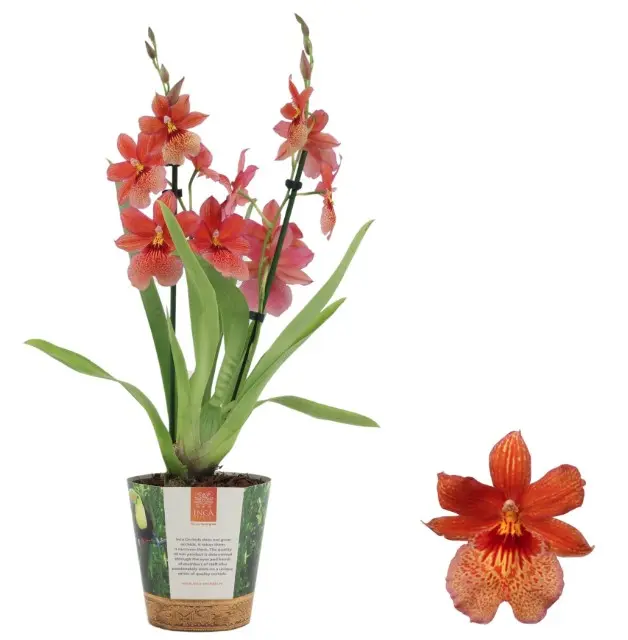 Kambria 'Nelly Isler Orange in Jungle cover' 2v P12/50cm