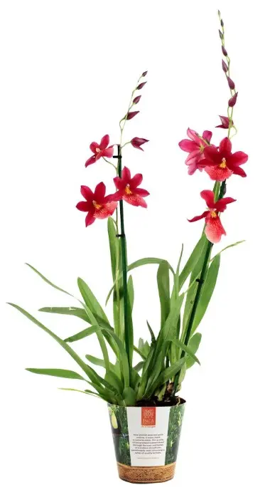 Kambria 'Nelly Isler Red in Jungle cover' 2v P12/50cm