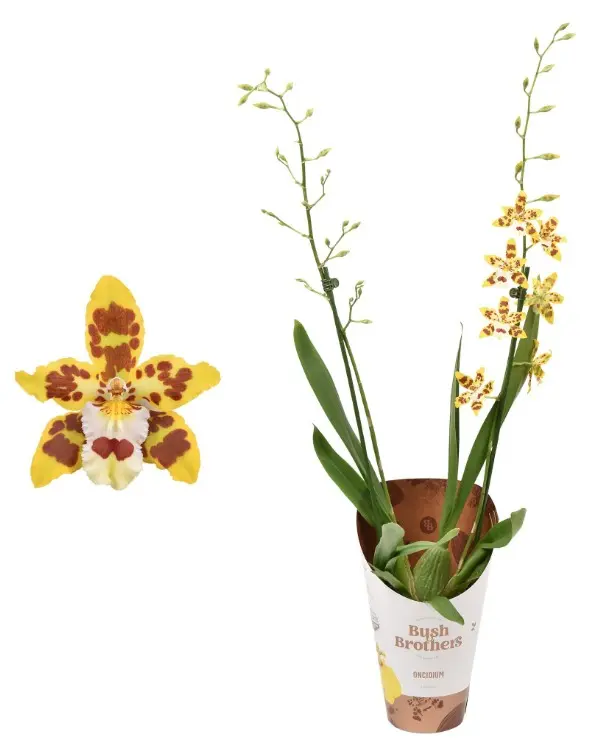 Kambria 'Plush' 2v P12/70cm 