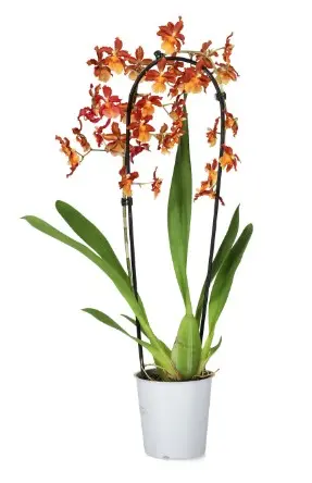 Kambria 'Quillete Cascade XL' P9