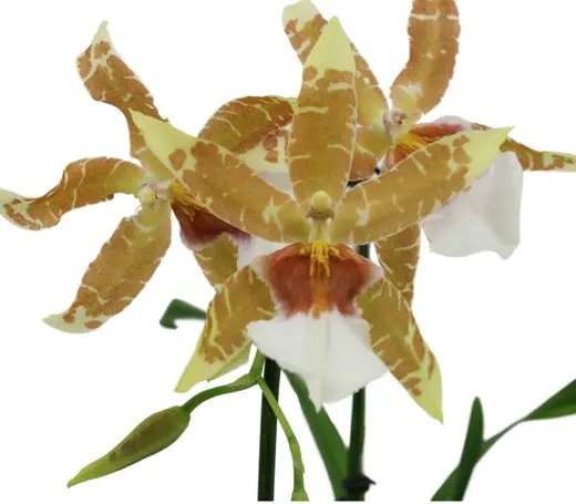 Kambria 'Renaissance Orange' 1v