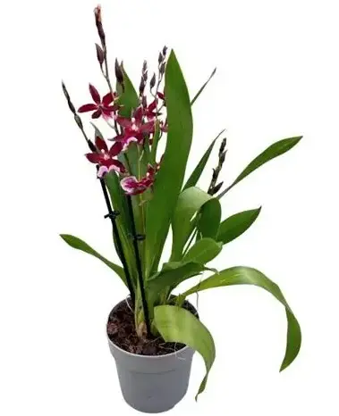 Kambria (Cambria) 'Barocco Red- Exclusiva Orchidea' 7+v