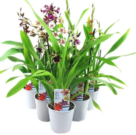 Kambria (Cambria) 'Crimson Star' 2v