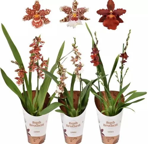 Kambria (Cambria) 'Exclusiva Orchidea mix' 3v