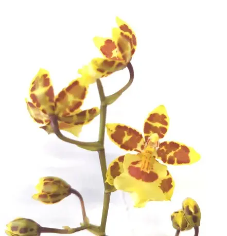 Kambria (Cambria) 'Golden Tiger' 2v