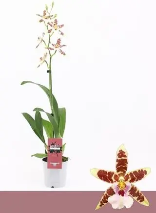 Kambria (Cambria) 'White Renaissance- Exclusiva Orchidea' 3v