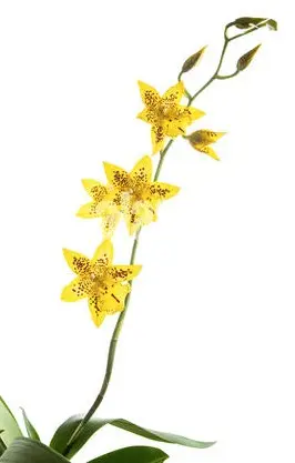 Kambria (Cambria) 'Yellow Spider' 2v