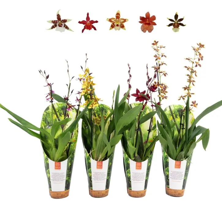 Kambria mix 'Luxury jungle cover' 3v P9/35cm