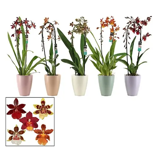 Kambria mix keraamikas 'Cascader XL' 3v P9/45cm