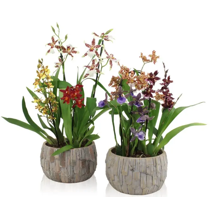Kambria mix seadmes P22/40cm