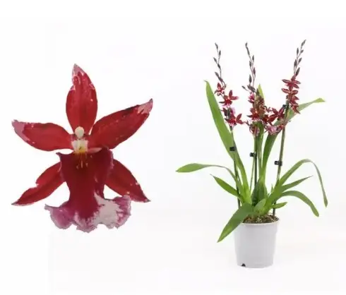 Kambria' Barrocco Bright' 2v P12/60cm