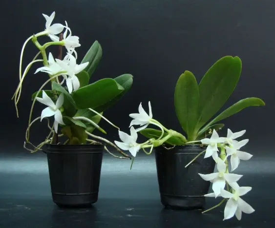 Kannuskäpp (Aerangis fastuosa)