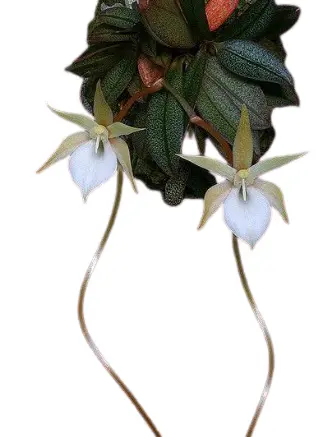 Kannuskäpp (Aerangis punctata)