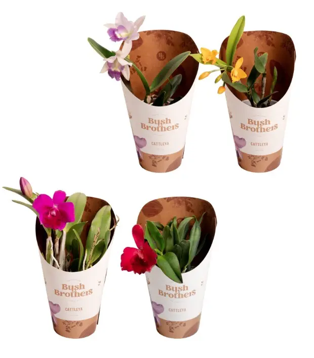 Katleia(Cattleya) mix 1v P12/25cm 