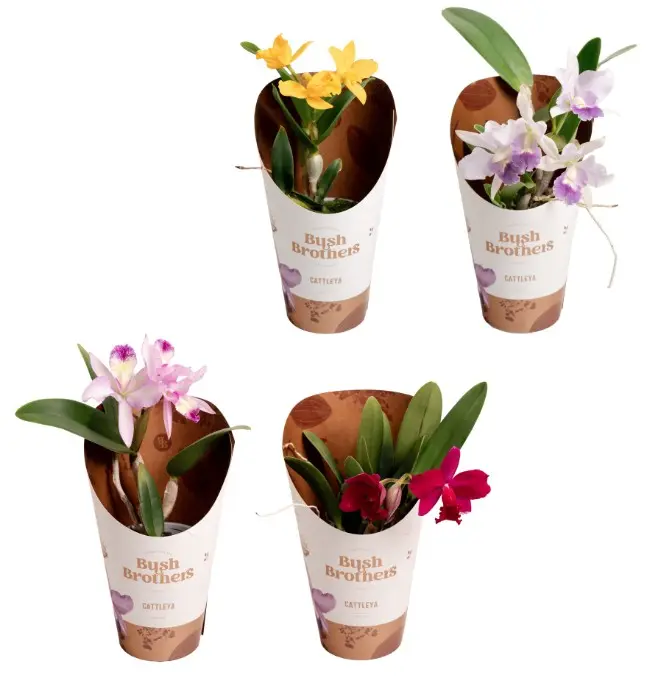 Katleia(Cattleya) mix 1v P12/35cm 