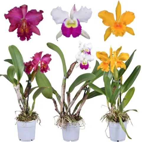 Katleia(Cattleya) mix 1v P12/50cm