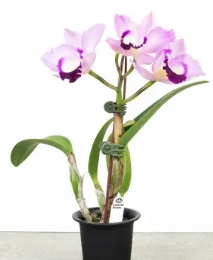 Katleia (Cattleya Doris & Byron) 'X-Mas Rose'