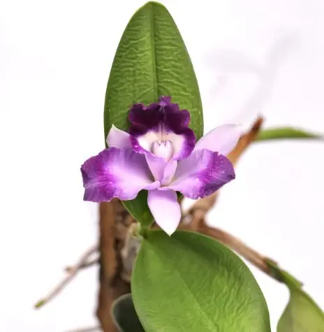 Katleia (Cattleya Hybride großblumig)