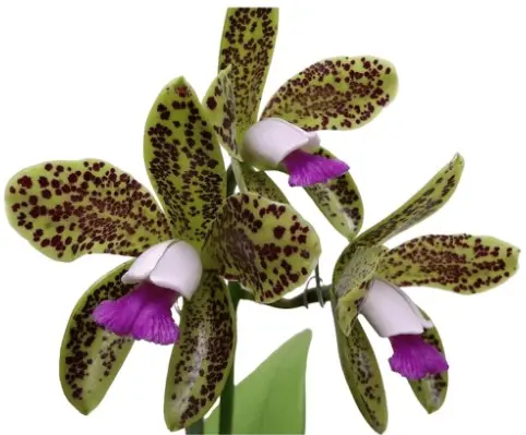 Katleia (Cattleya guttulata) 'Coerulea'