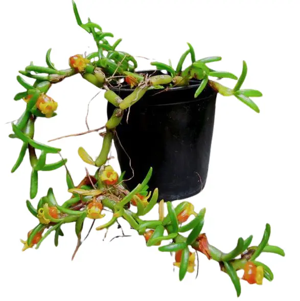 Kaunis urnkäpp (Mediocalcar decoratum)