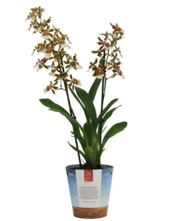 Kolmanaara (Colmanara) ' Cheetah Siver'