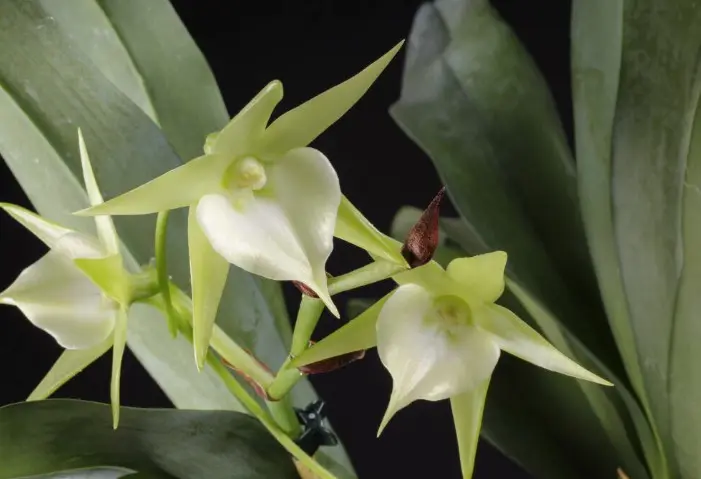 Komeetkäpp hübriid (Angraecum Veitchii)