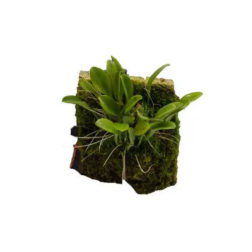Kribuõis (Platystele spec)