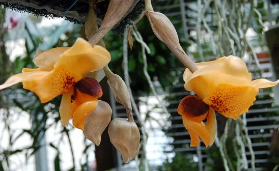 Kuldne lõhnapea (Stanhopea connata)