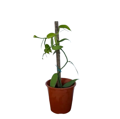 Kuninglik vanill (Vanilla imperialis) P8/15cm