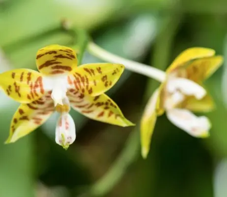 Kuuking 'Amboinensis '